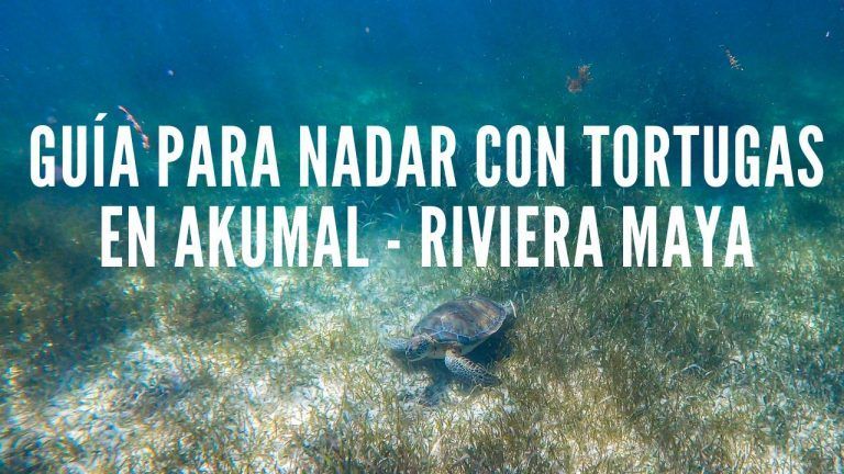 TORTUGAS EN AKUMAL